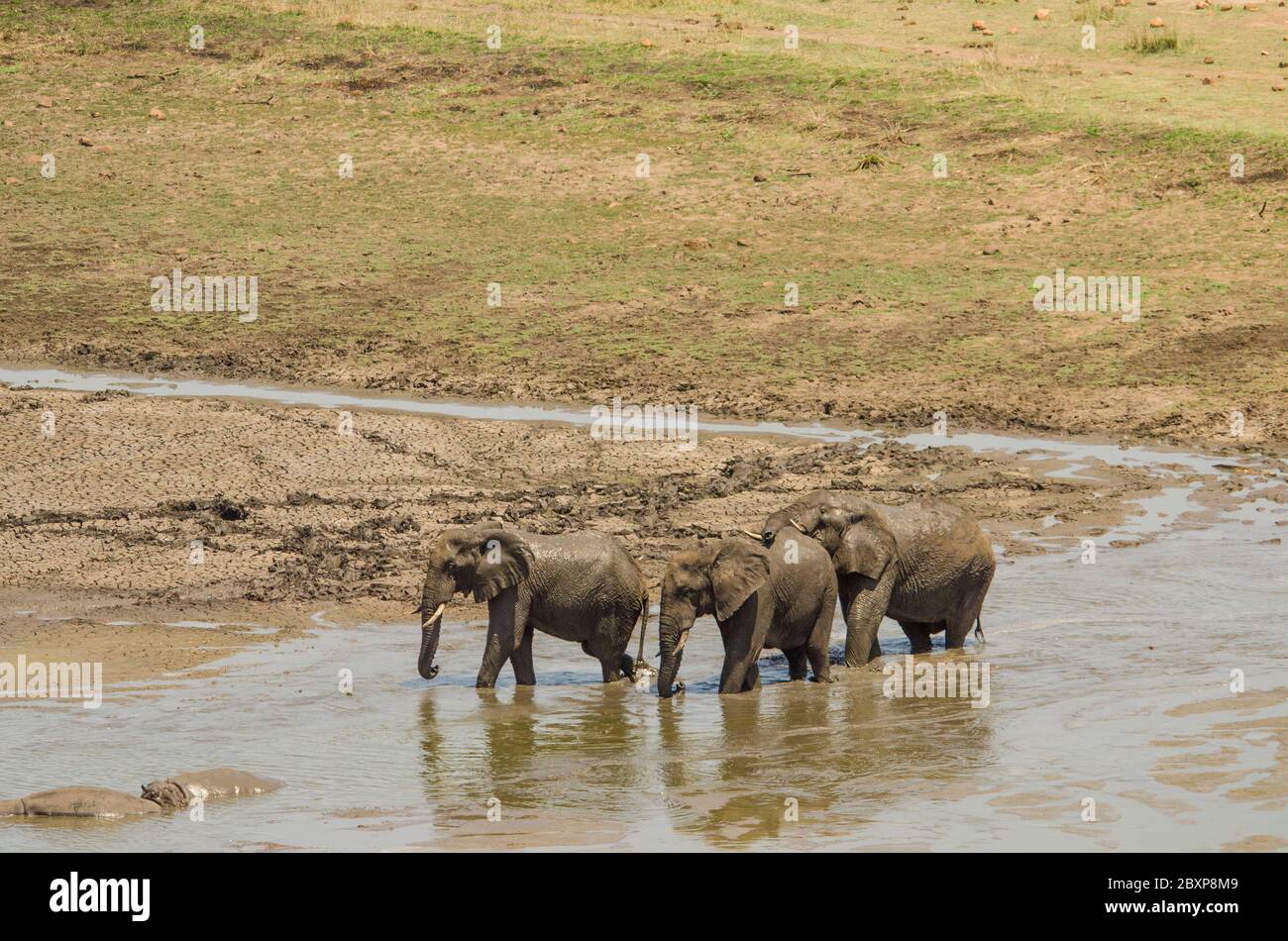 L'elefante africano (oxodonta africana) e l'ippopotamo comune (ippopotamo anfibio), che attraversa il parco del Kruger sul fiume Sabie. Sudafrica. Foto Stock