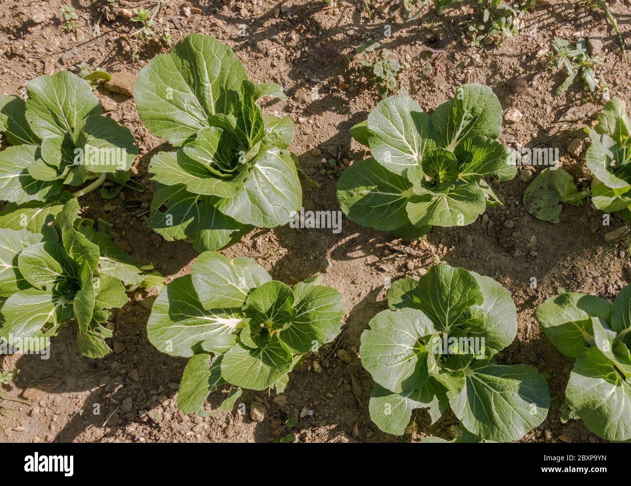 Piante da bietole o bietole svizzere, coltivate in un orto, vista dall'alto. Foto Stock