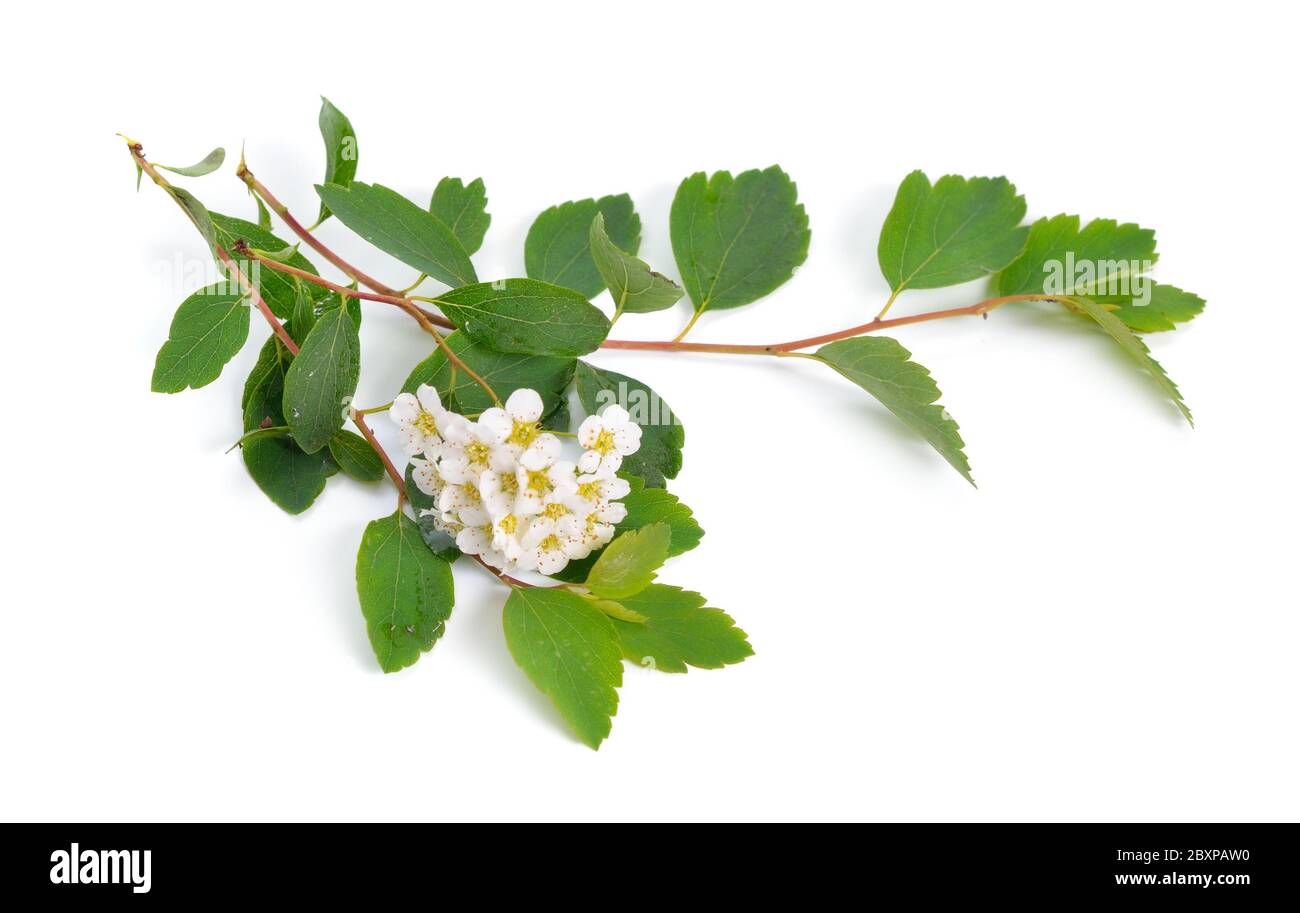 Spiraea a volte ha scritto spirea. Fiori isolati su sfondo bianco Foto Stock