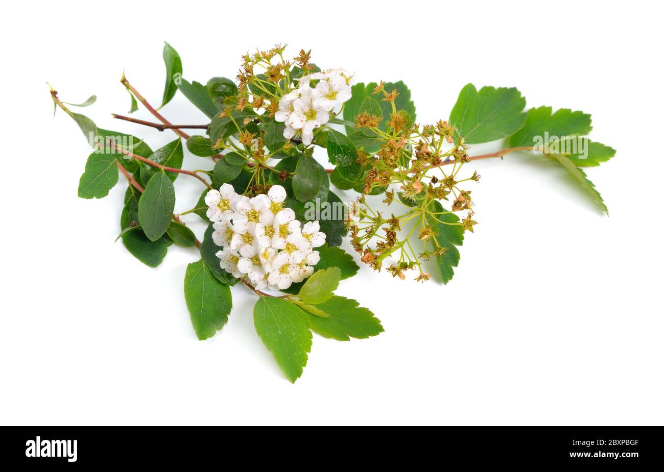 Spiraea a volte ha scritto spirea. Fiori isolati su sfondo bianco Foto Stock