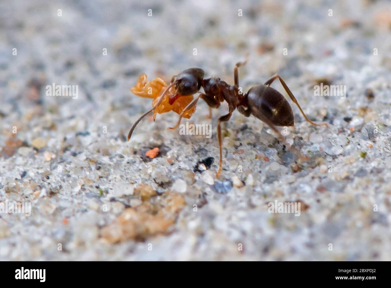 Comuni Ante Giardino spostare grani di sporcizia come loro costruire un nido tra pietre pavimentazione Foto Stock