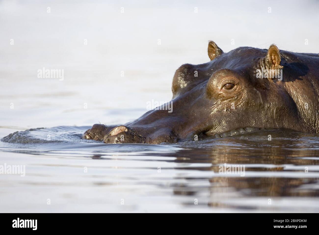 Ippopotamo (Hippopotamus anfibio), fiume Chobe, Parco Nazionale Chobe, Botsuana, Africa Foto Stock