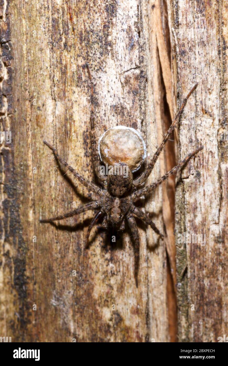 Ragno lupo (Pardosa amentata) con sacco d'uovo, giardino, Sussex, Regno Unito Foto Stock