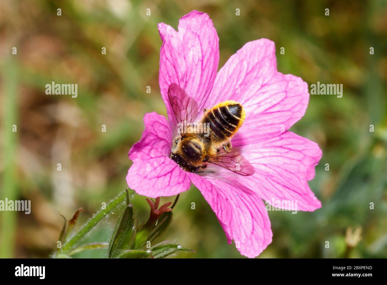 Il miele delle api (Apis mellifera) Foto Stock