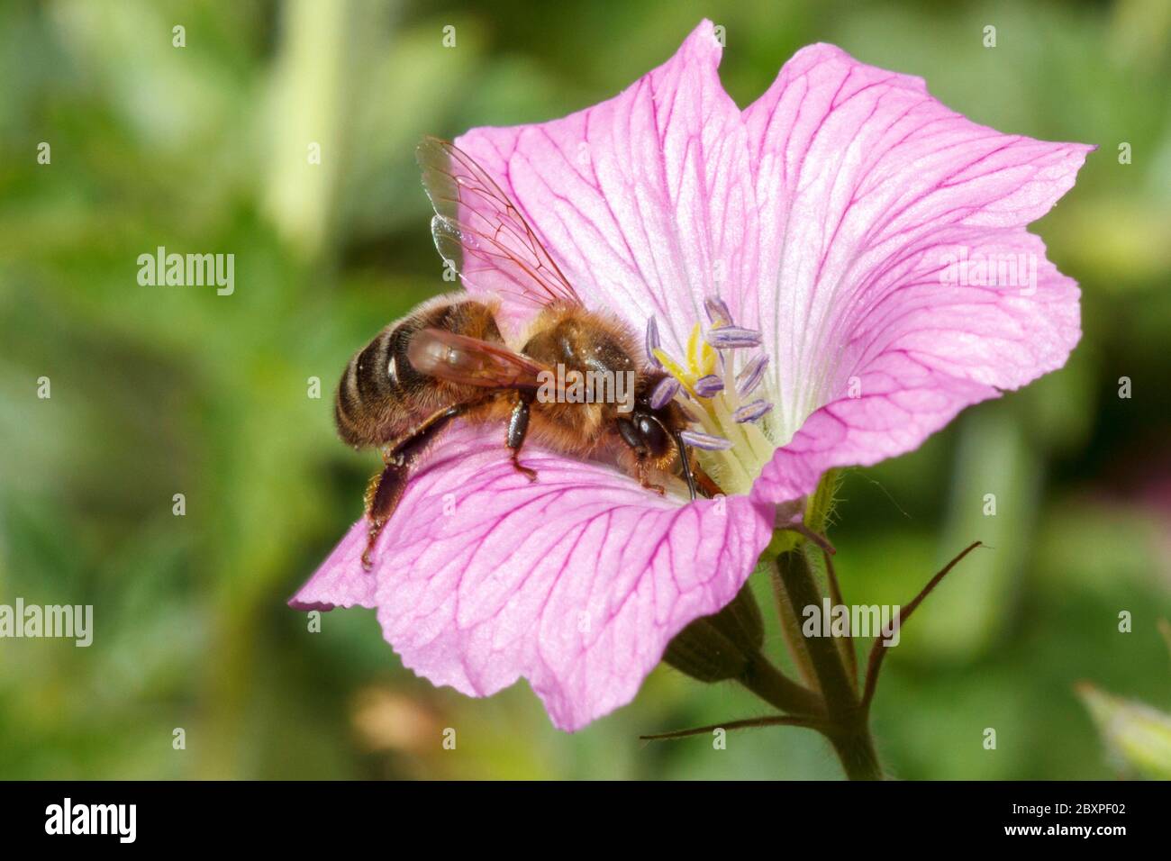 Il miele delle api (Apis mellifera) Foto Stock