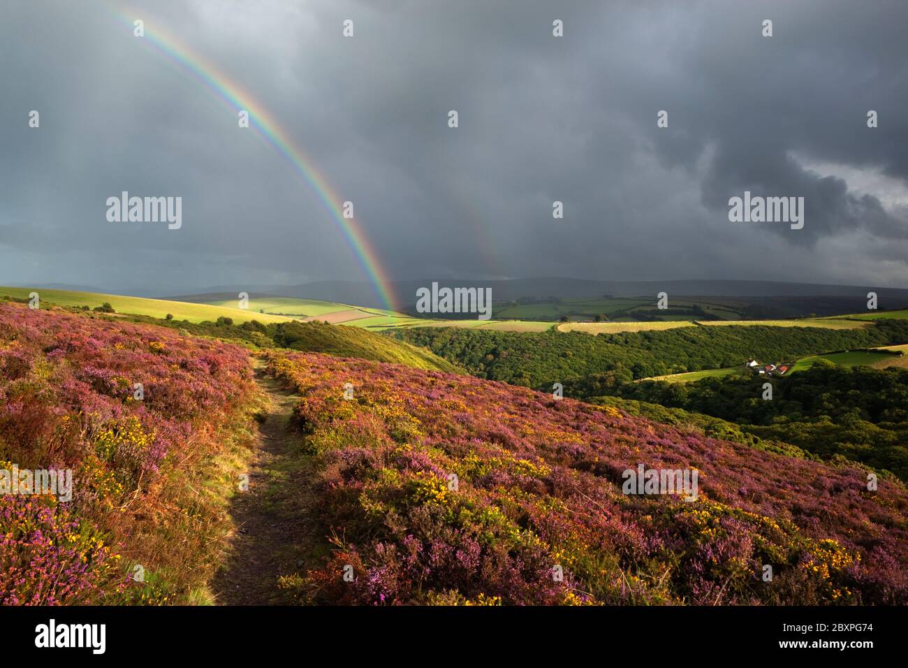 Rainbow Over Heather rivestito Moorland guardando verso Dunkery Beacon, Exmoor National Park, Somerset, Inghilterra, Regno Unito Foto Stock