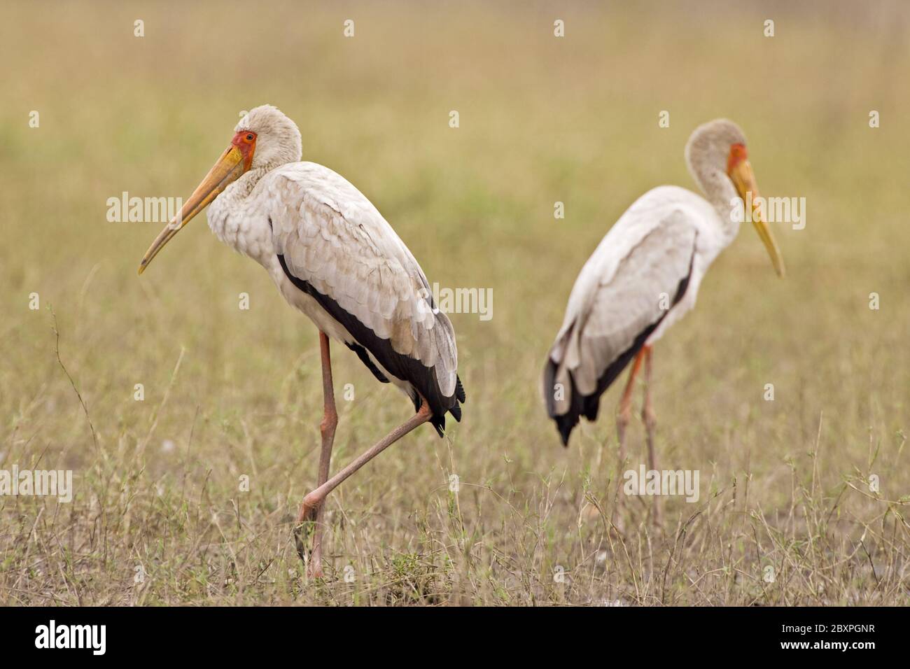 Cicogne con fatturazione gialla, riserva naturale di Moremi, delta dell'Okavango, Botswana, Africa Foto Stock