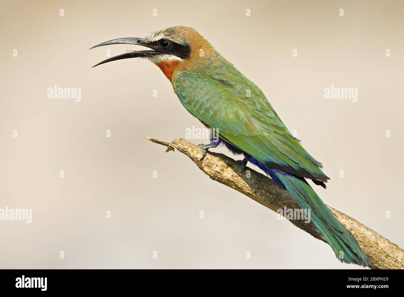 Bee-Eater fronte bianco, riserva naturale di Moremi, Delta dell'Okavango, Botswana, Africa Foto Stock