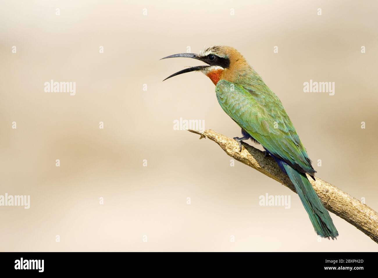 Bee-Eater fronte bianco, riserva naturale di Moremi, Delta dell'Okavango, Botswana, Africa Foto Stock