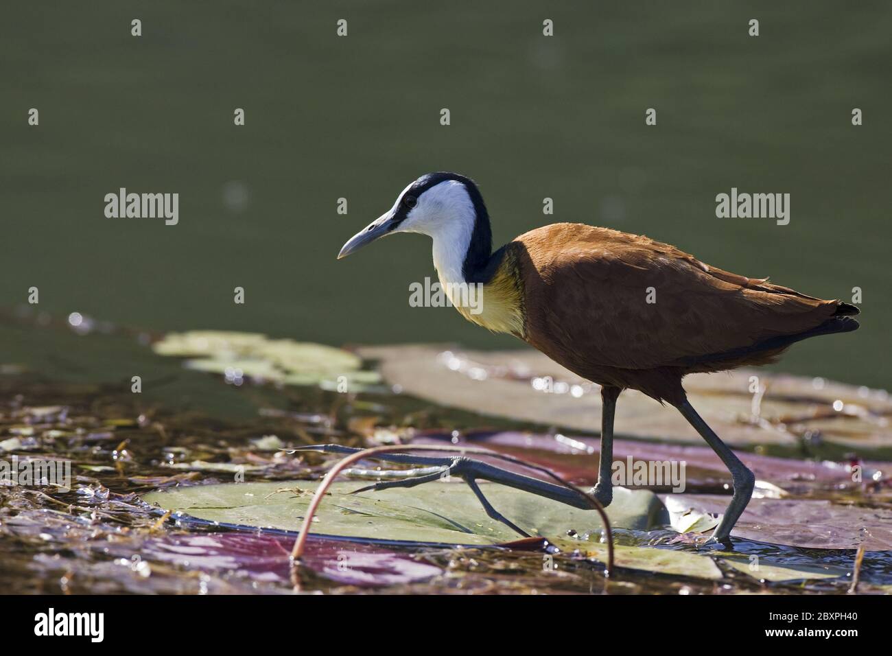 Jacana Africana, Botsuana, Africa Foto Stock