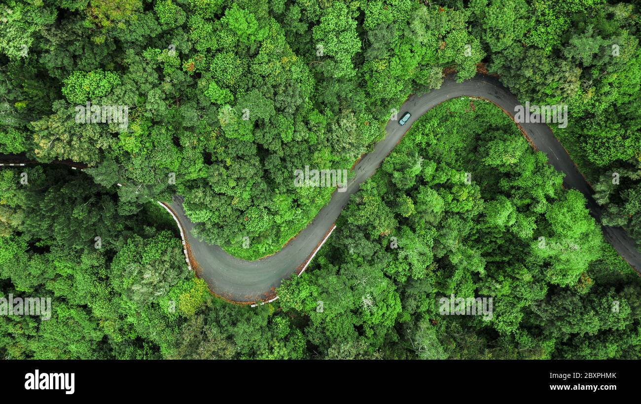 Vista aerea di tortuosa strada attraverso il fitto bosco in alta montagna in Encumeada, Ribeira Brava, l'isola di Madeira. Foto Stock