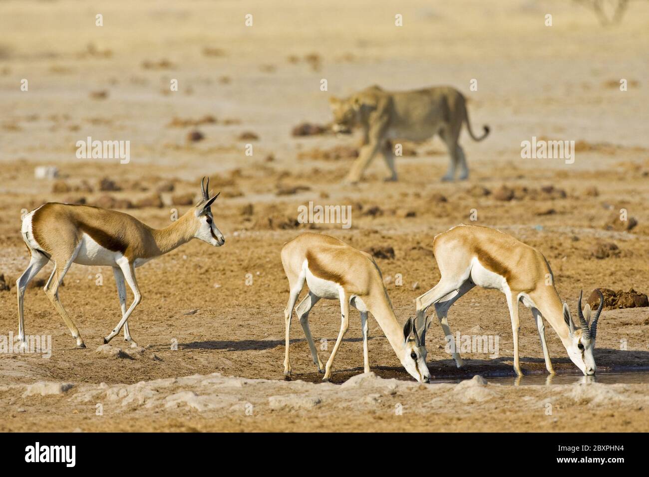La leonessa è cacciatrice springbok, Nxai Pan, Makgadikgadi Pan NP, Africa Foto Stock