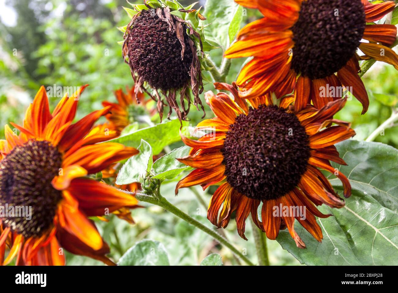 Girasoli rossi giardino fiori rossi girasoli rossi Terracotta girasoli rossi Foto Stock