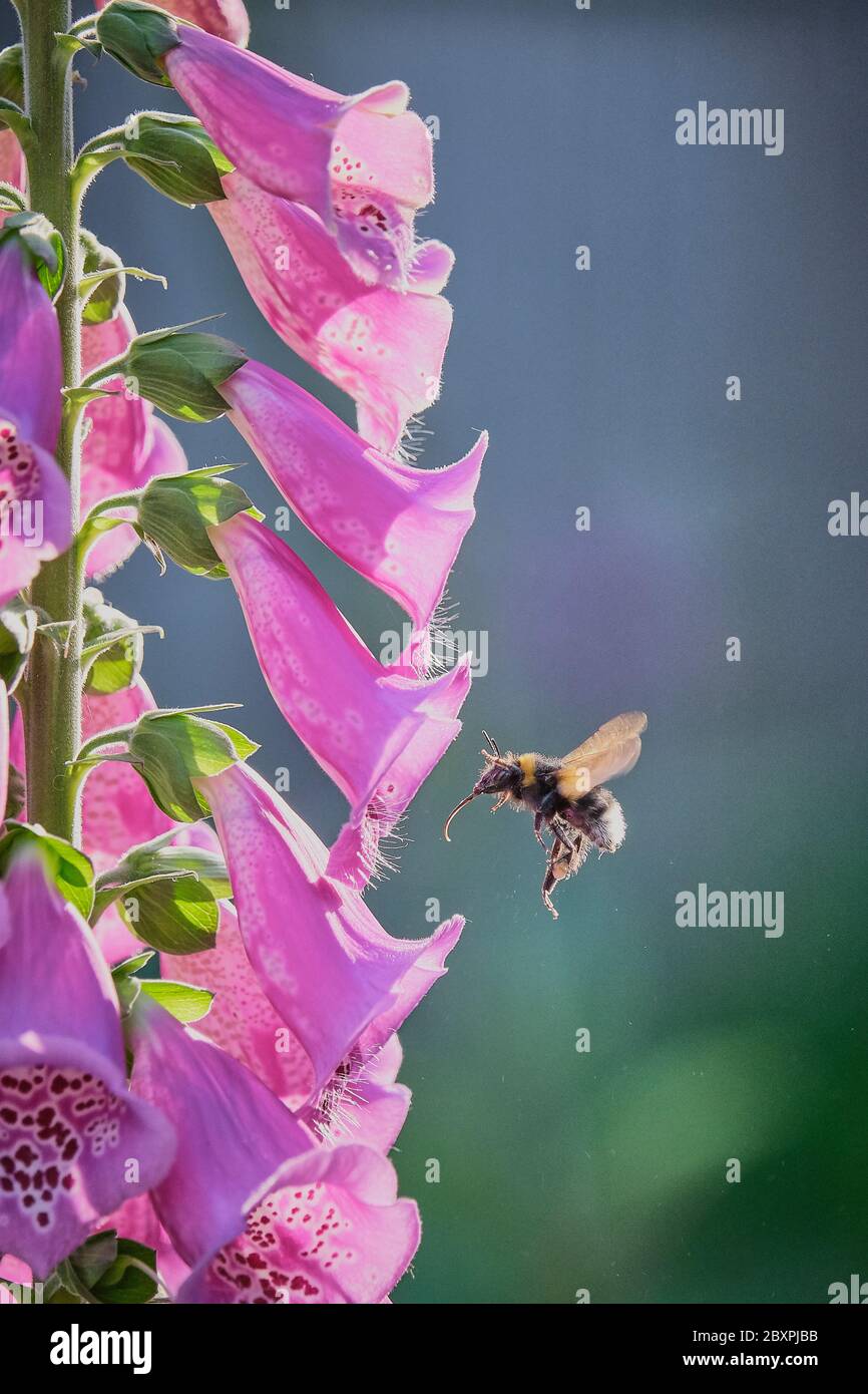 Guanto rosa Foxglove con bumblebee Foto Stock