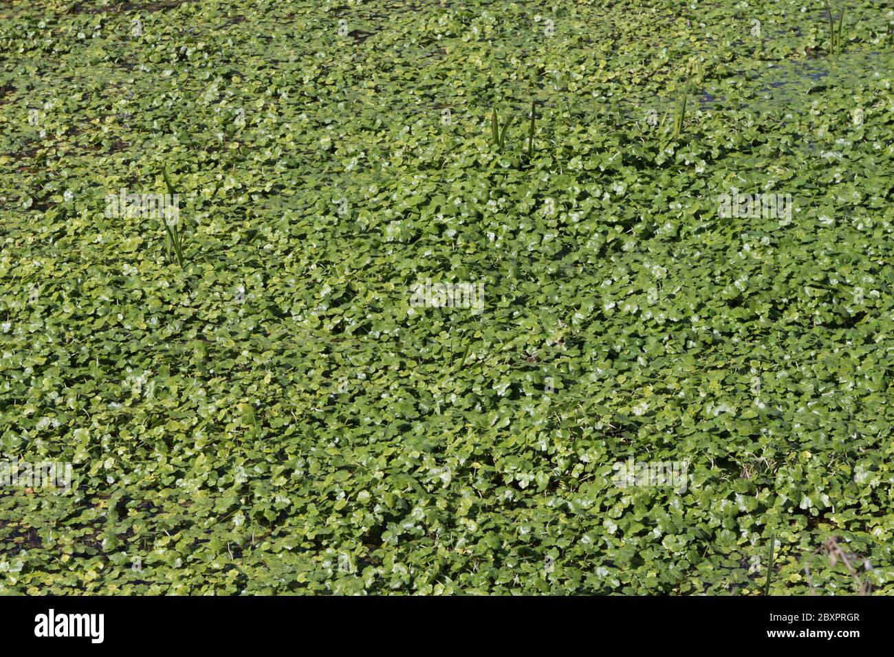 Pennywart fluttuante Foto Stock