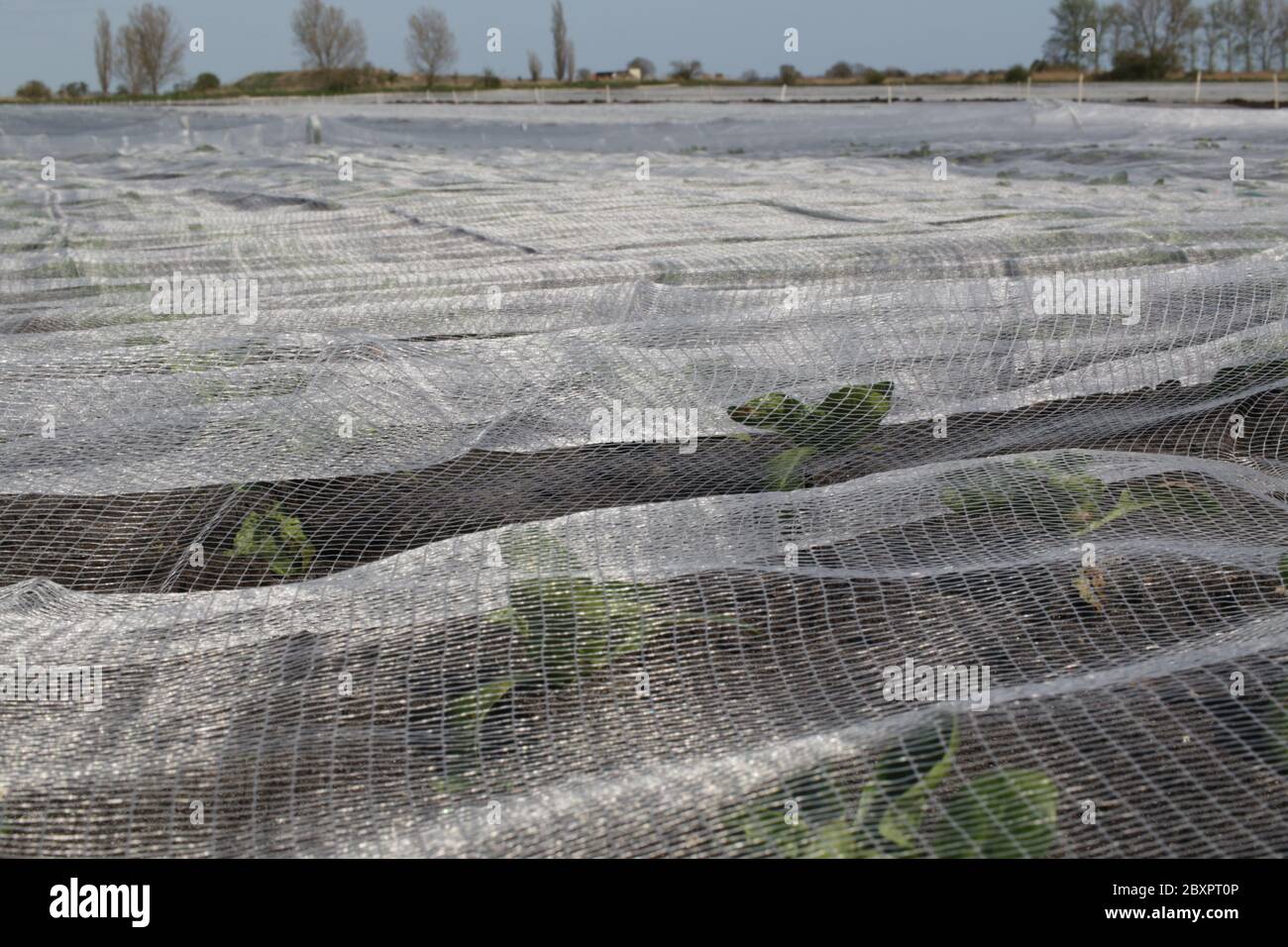 Piccole lattughe gemme che sono cresciute sotto reti nelle Fens da coltivatori di Gs Foto Stock