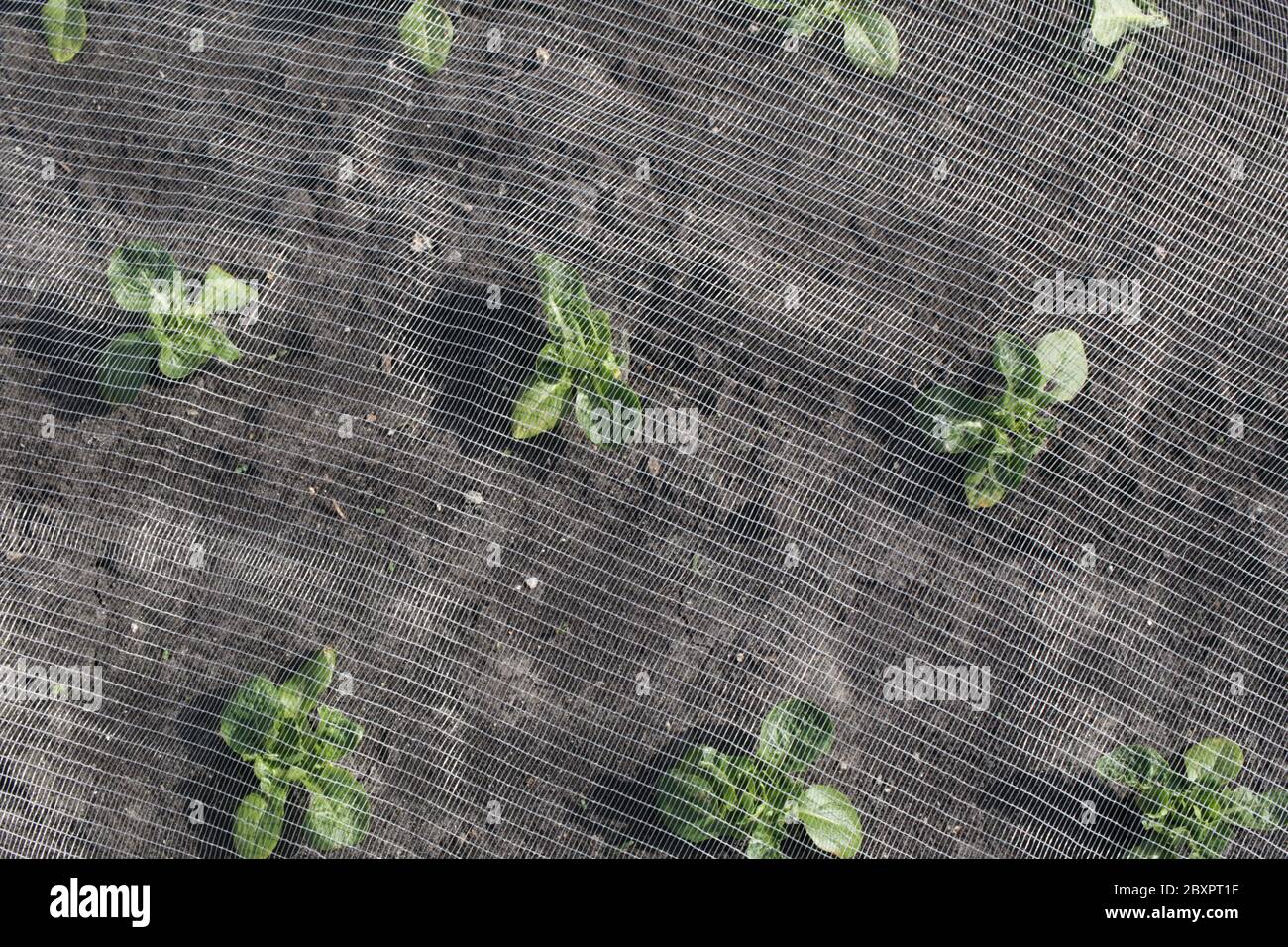 Piccole lattughe gemme che sono cresciute sotto reti nelle Fens da coltivatori di Gs Foto Stock