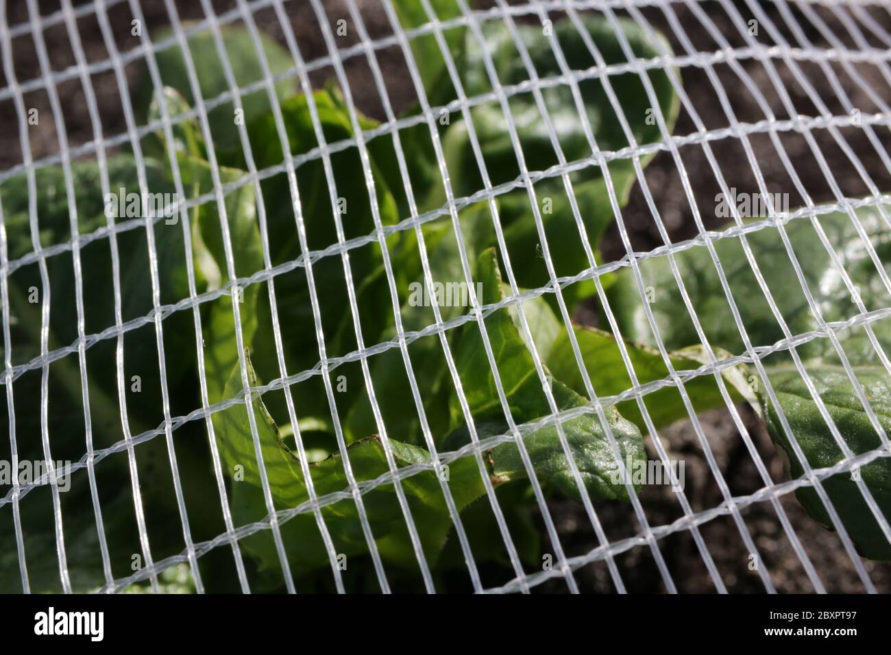 Piccole lattughe gemme che sono cresciute sotto reti nelle Fens da coltivatori di Gs Foto Stock