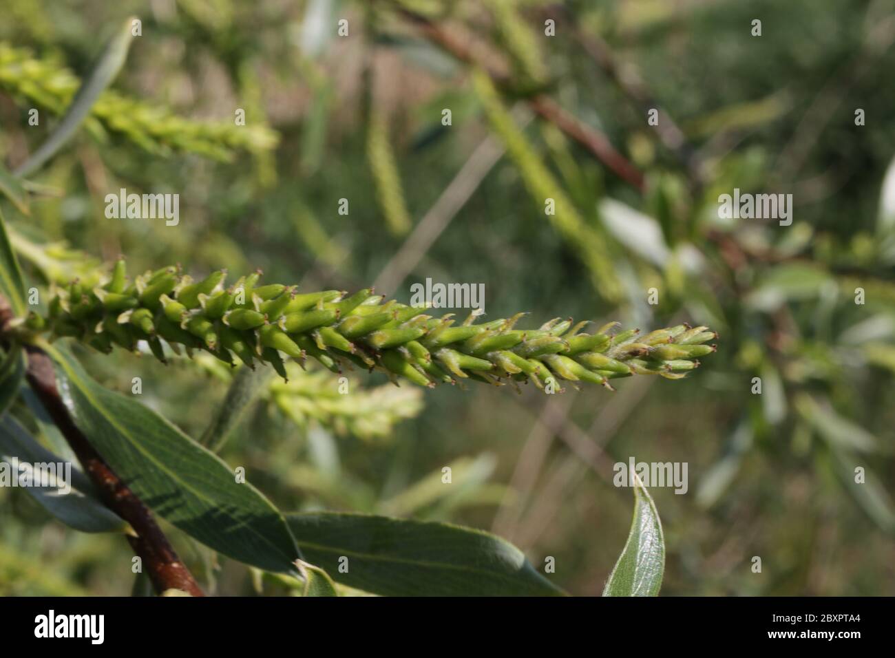 Calici femminili su un salice di crepa, salix fragilis Foto Stock