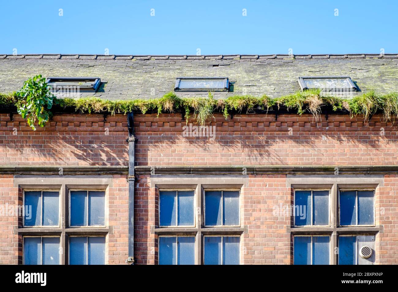 Erba e piante che crescono nel grondaggio del tetto di un edificio, Nottingham, Inghilterra, Regno Unito Foto Stock