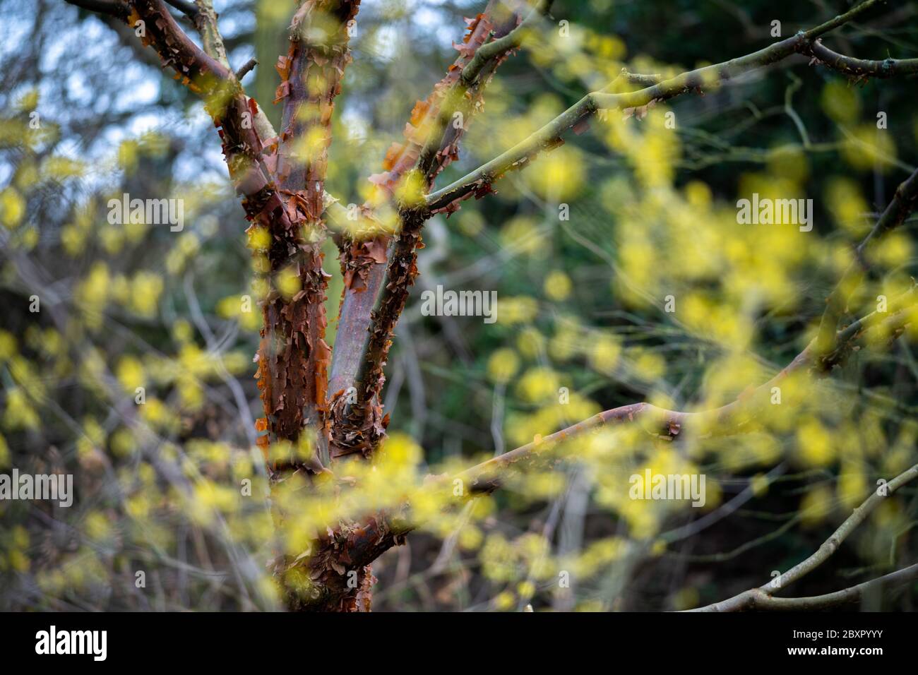 Il colore del giardino di Beth Chatto in inverno Foto Stock