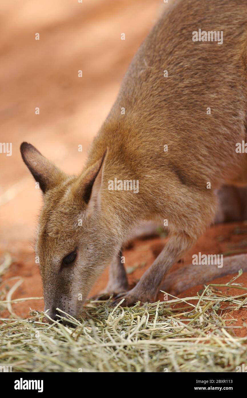 Wallabies roccia Foto Stock