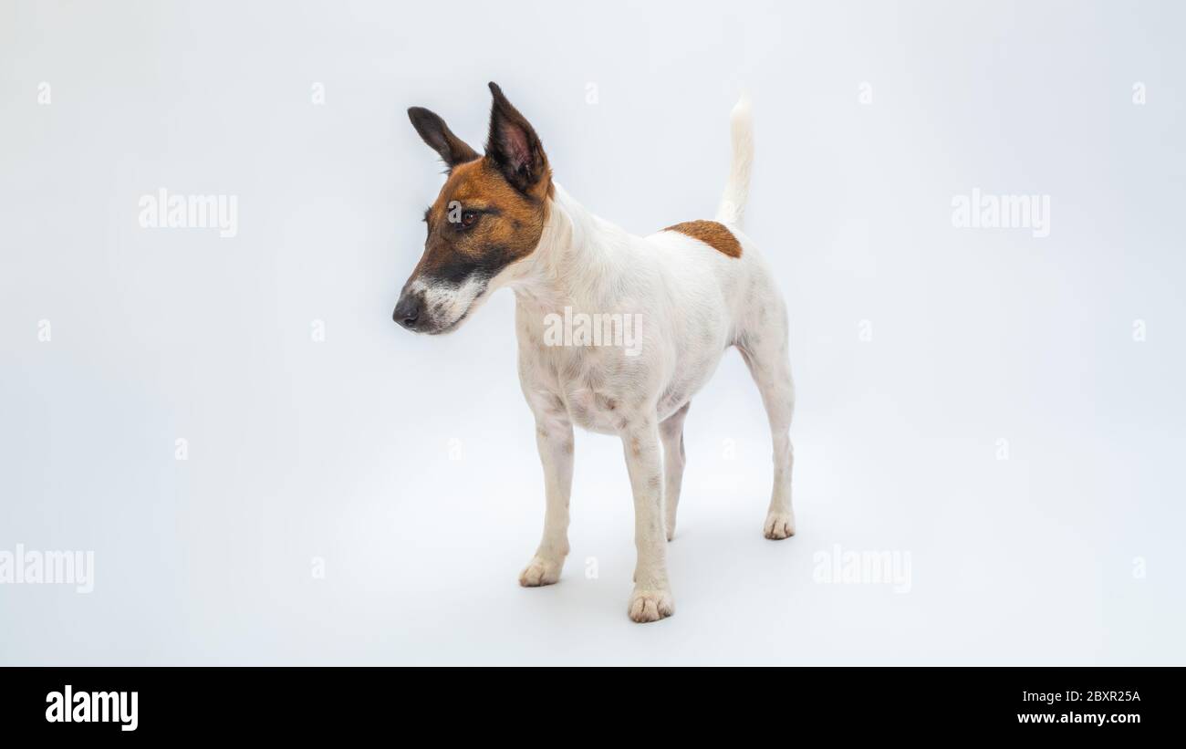 Supporti per cani lisci in volpe terrier su sfondo bianco isolato. Animali domestici, cani di razza pura, concetto di pubblicità per animali domestici con spazio per fotocopie Foto Stock