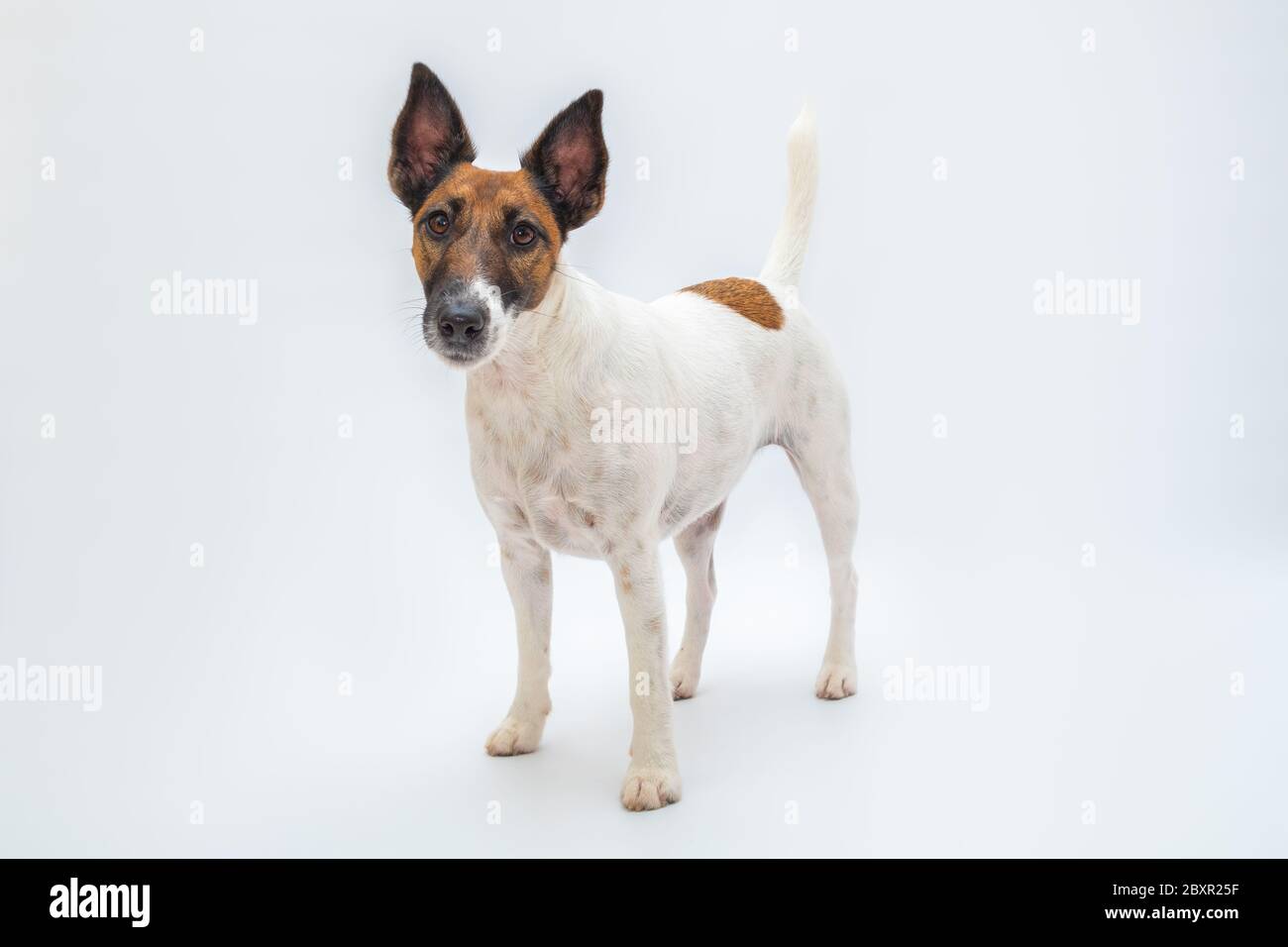 Supporti per cani lisci in volpe terrier su sfondo bianco isolato. Animali domestici, cani di razza pura, concetto di pubblicità per animali domestici Foto Stock