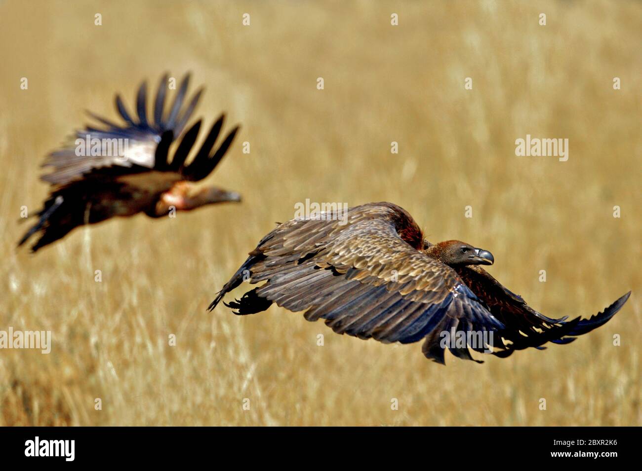 Avvoltoi africani Foto Stock