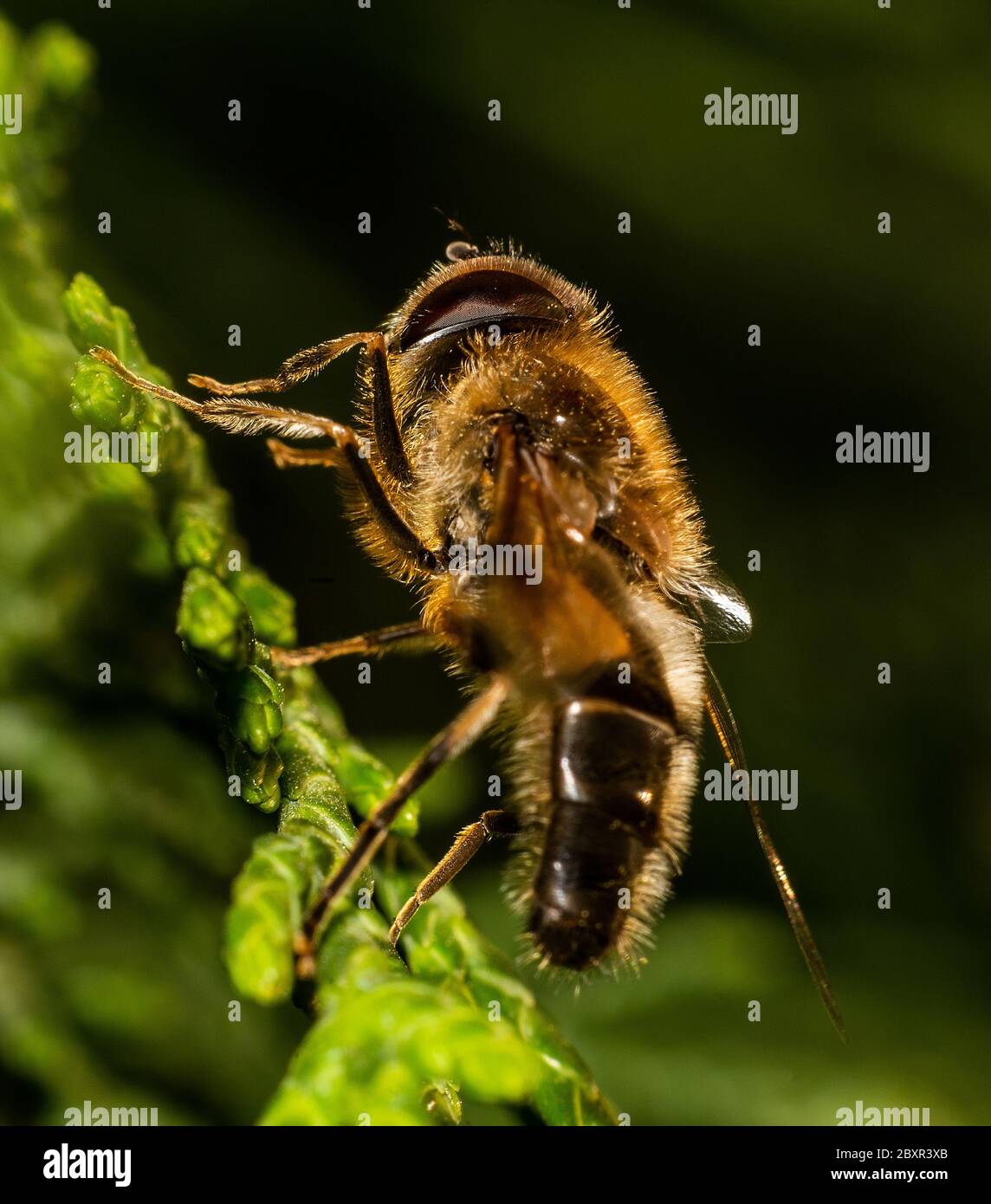 Drone fly (Eristalis tenax) su un fiore, Regno Unito Foto Stock
