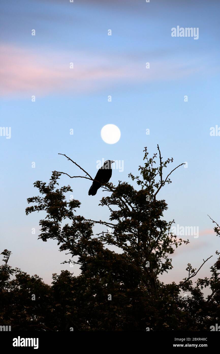 Crow in filiale con luna piena, Broadway, Worcestershire, Inghilterra, Regno Unito, Europa Foto Stock