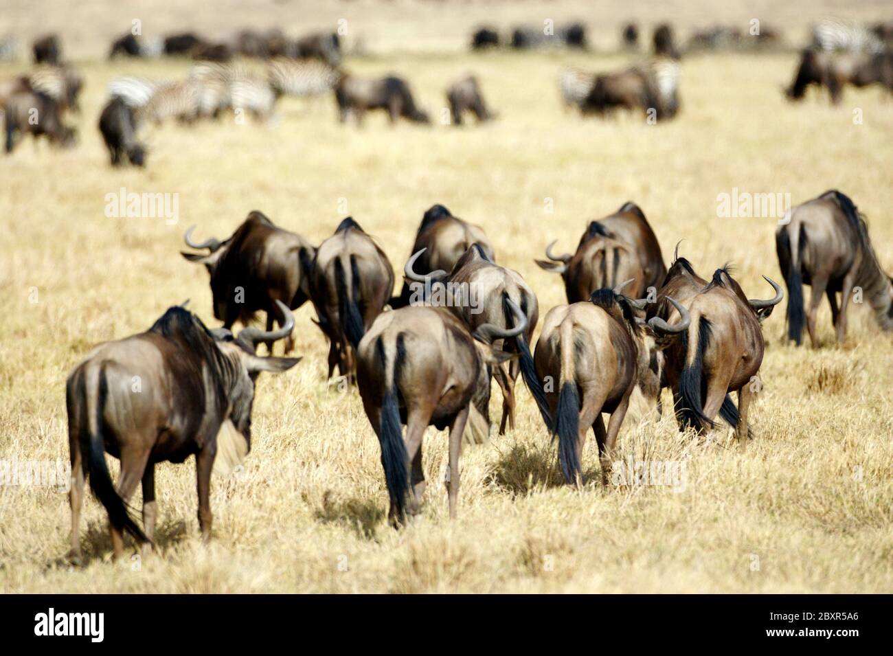 Migrazione africana di Wilderbeast Foto Stock