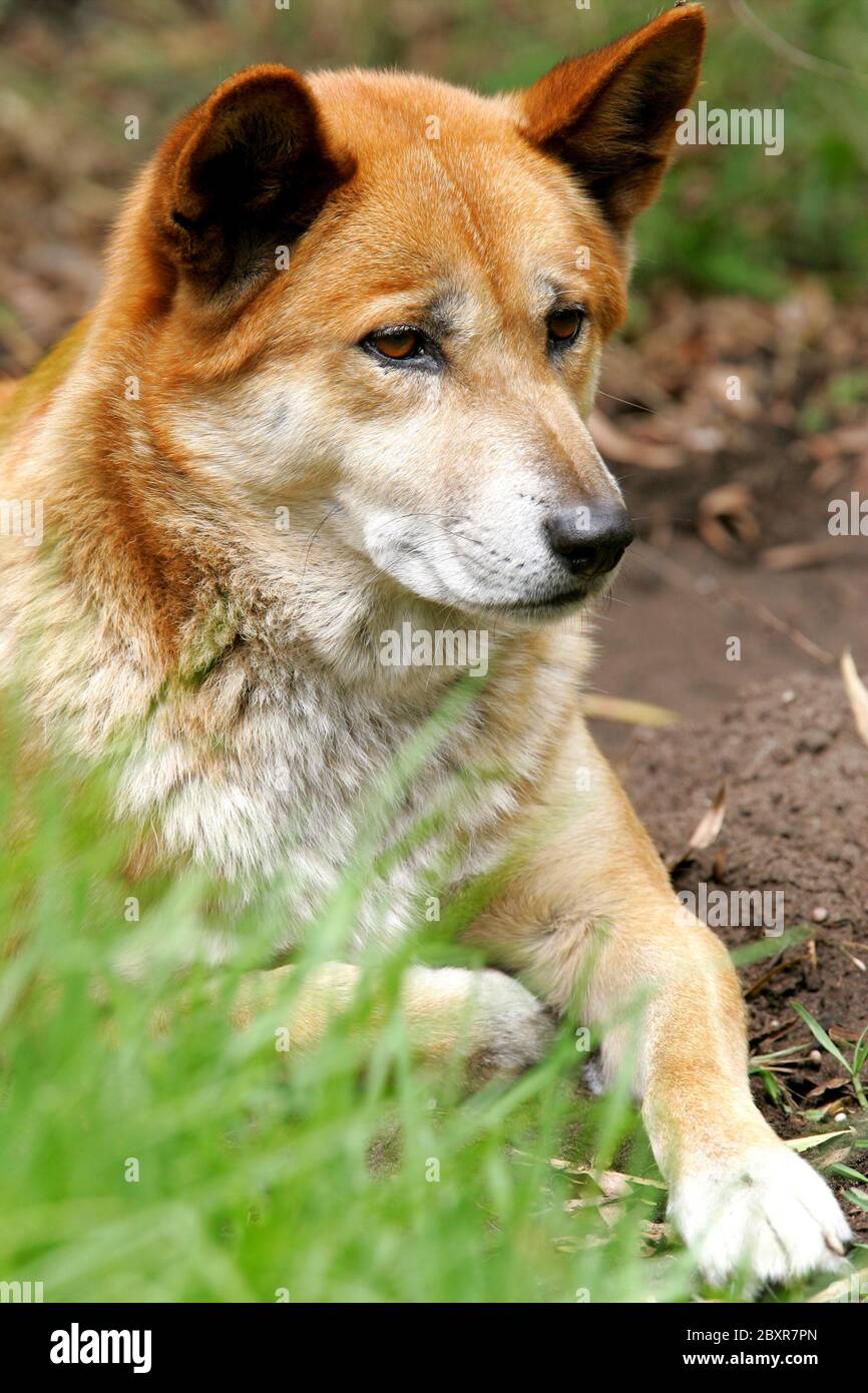 Australian Dingo Foto Stock
