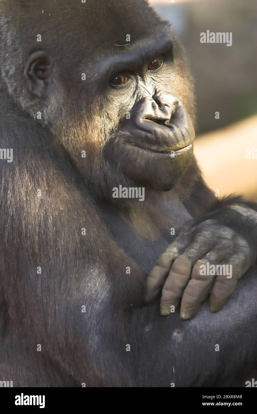 Gorillas occidentali della pianura Foto Stock
