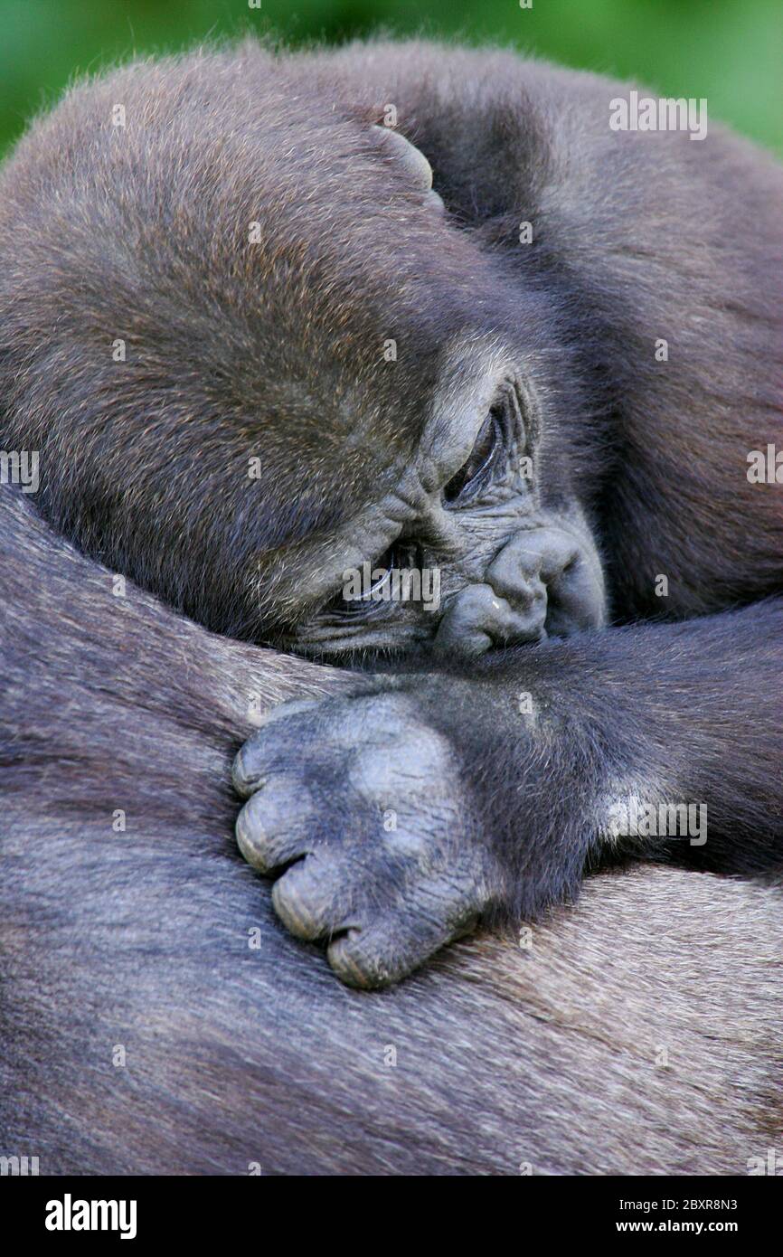 Gorillas occidentali della pianura Foto Stock