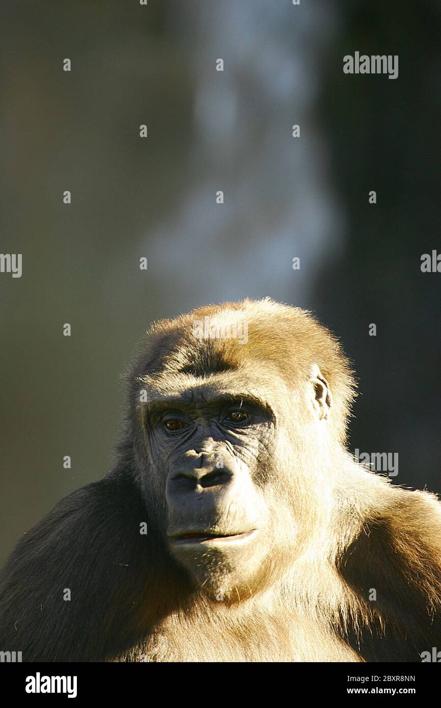 Gorillas occidentali della pianura Foto Stock
