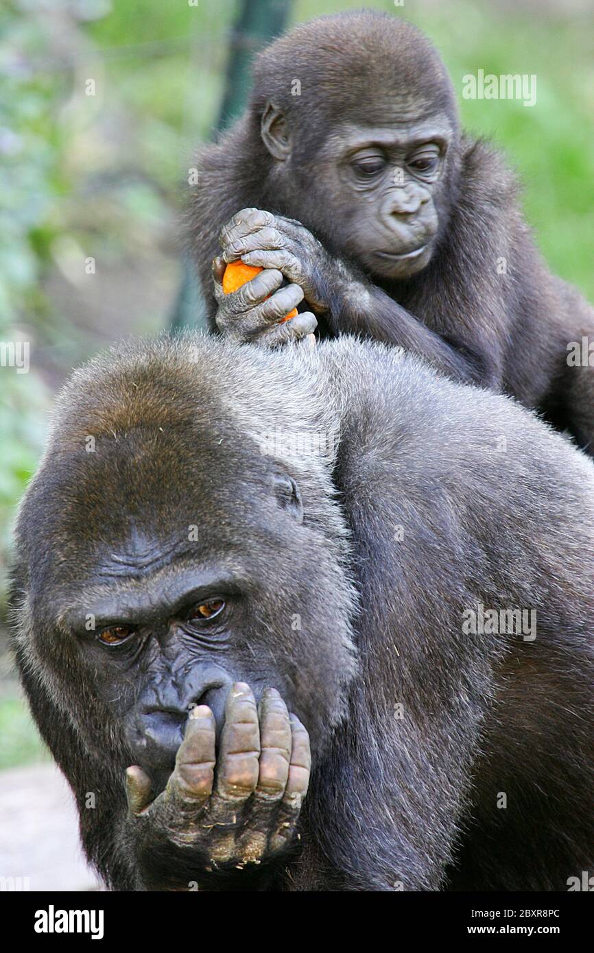 Gorillas occidentali della pianura Foto Stock