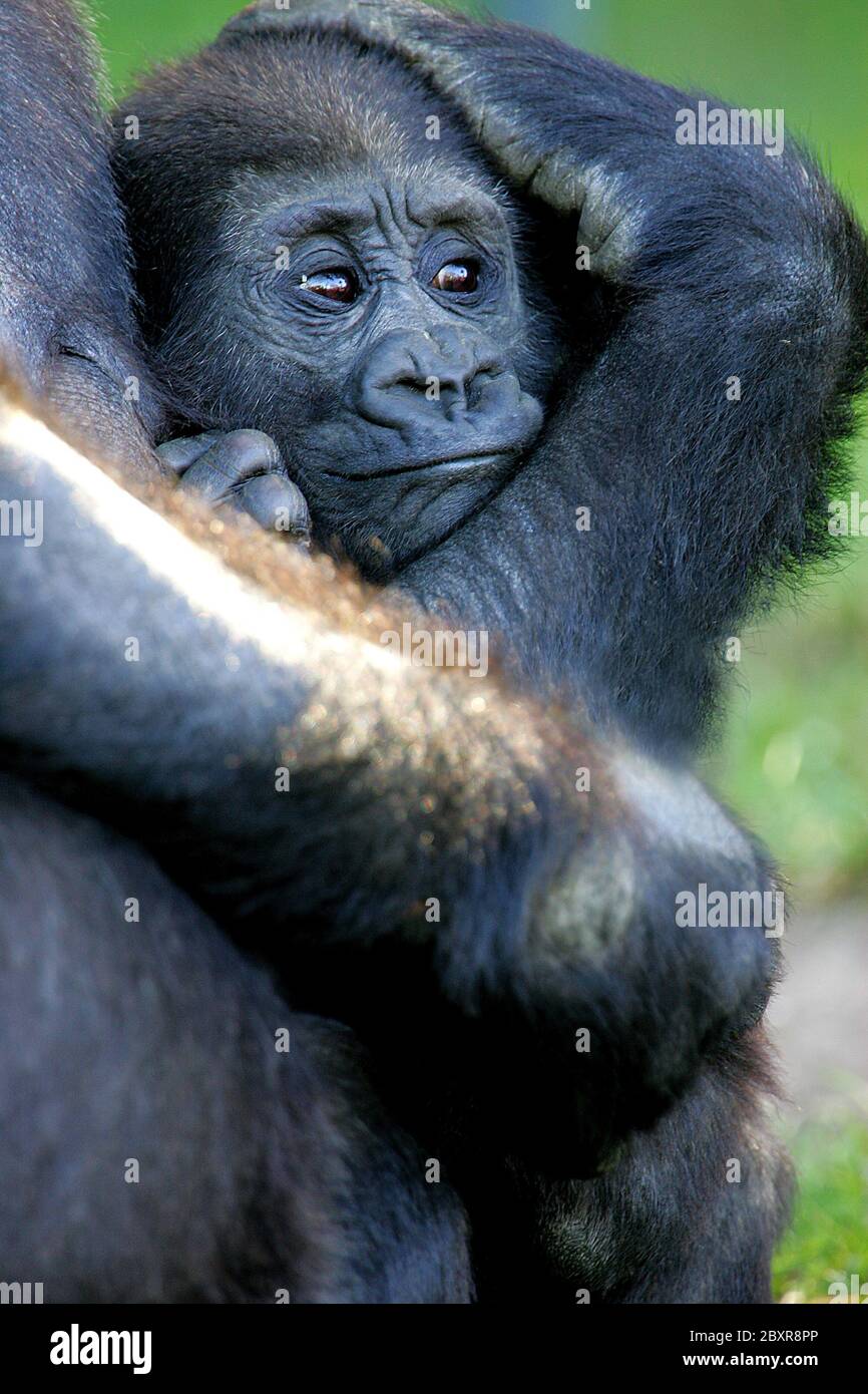 Gorillas occidentali della pianura Foto Stock