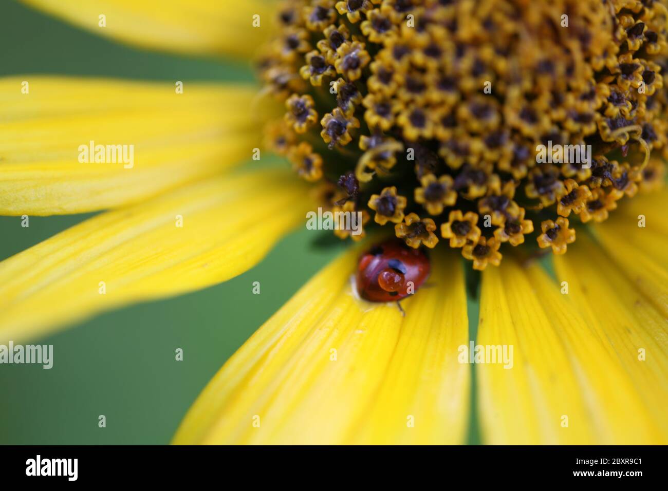 Un ladybug appollaiato sul fiore giallo, macroview, ritratto Foto Stock