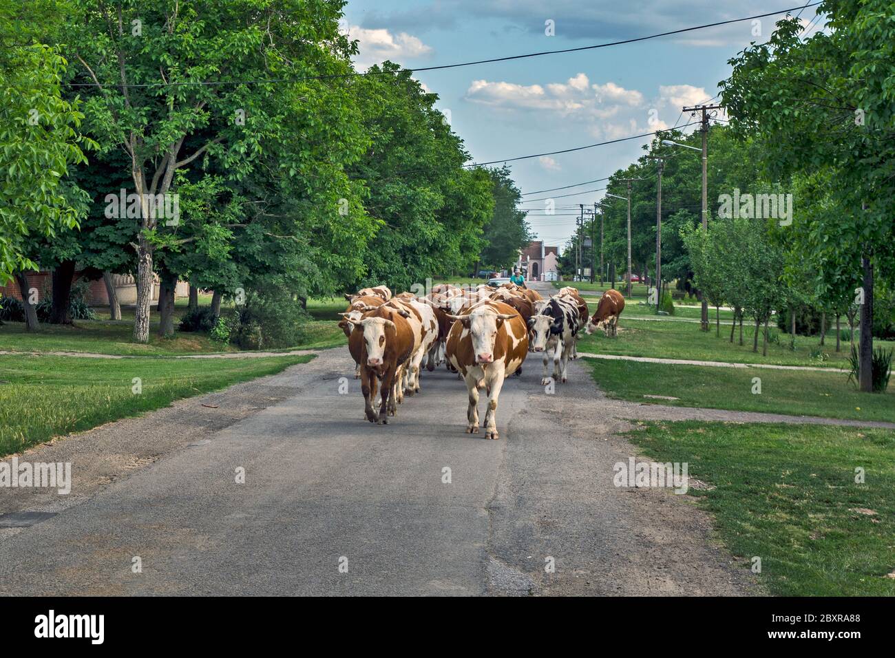 Un gruppo più grande di mucche domestiche che ritornano dal pascolo tutto il giorno ai loro indirizzi. Camminano nel mezzo della strada del villaggio accompagnato da una cenere Foto Stock