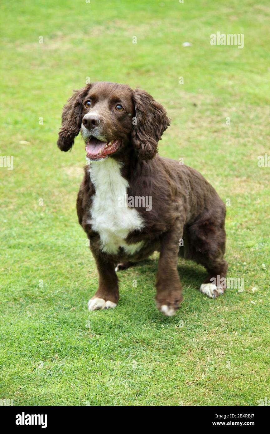 Un divertente cocker spaniel attende un tiro di palla. Foto Stock