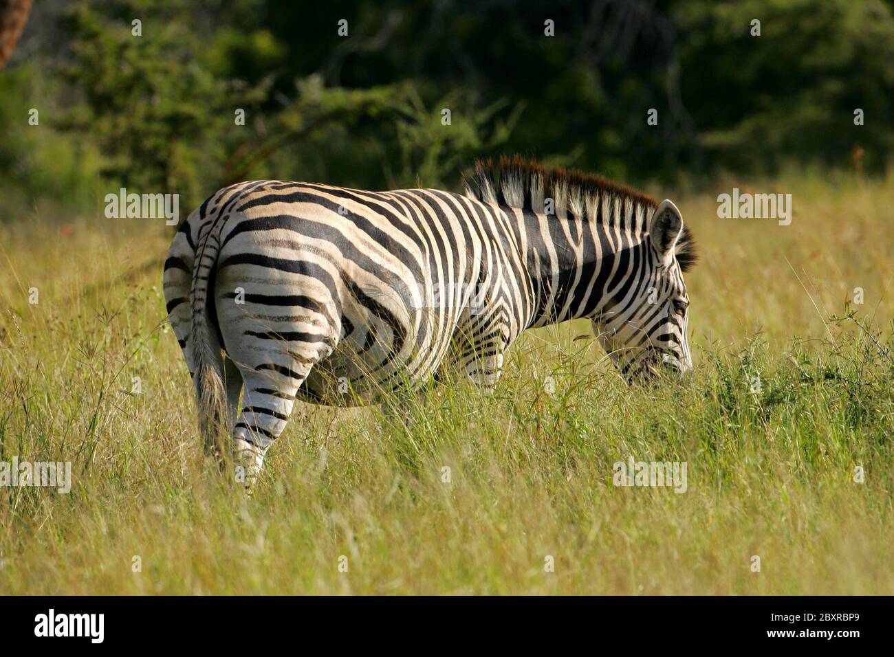 Zebra africana Foto Stock