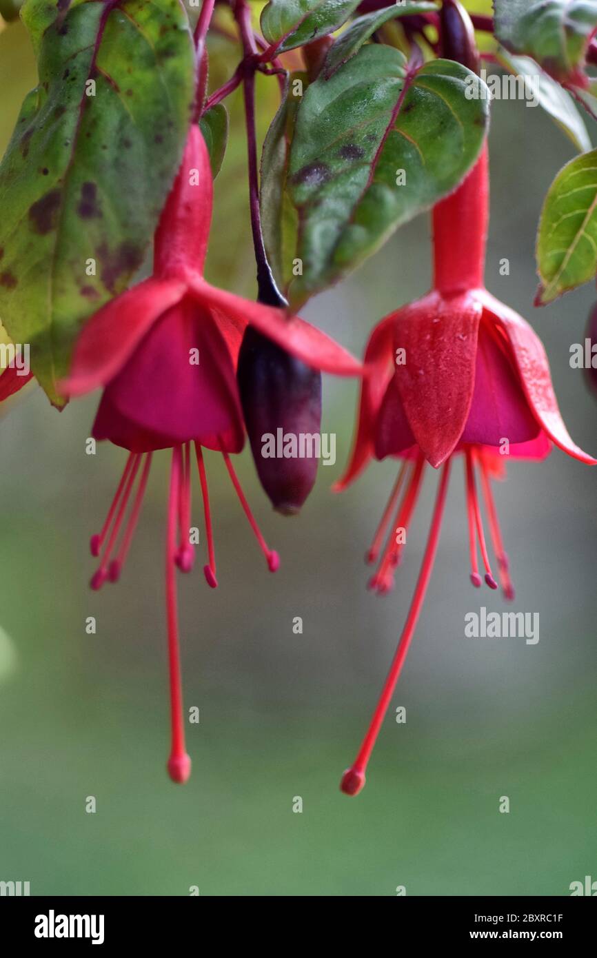 Fuchsia genii Foto Stock