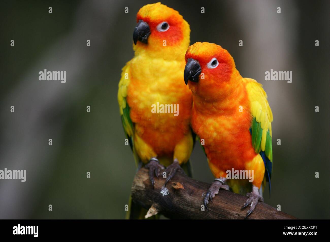 Sun Conures Foto Stock