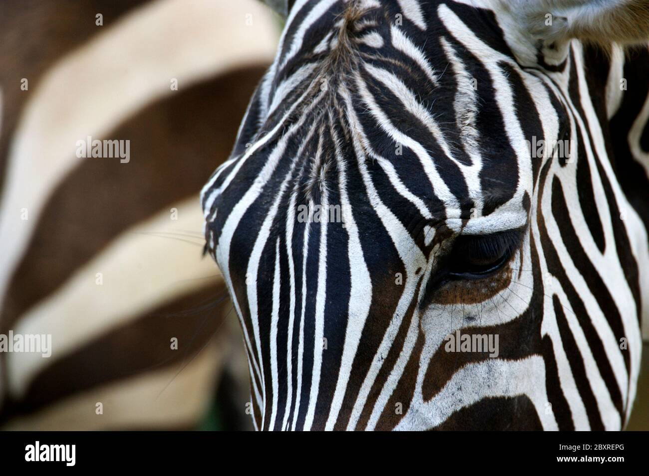 Zebra africana Foto Stock
