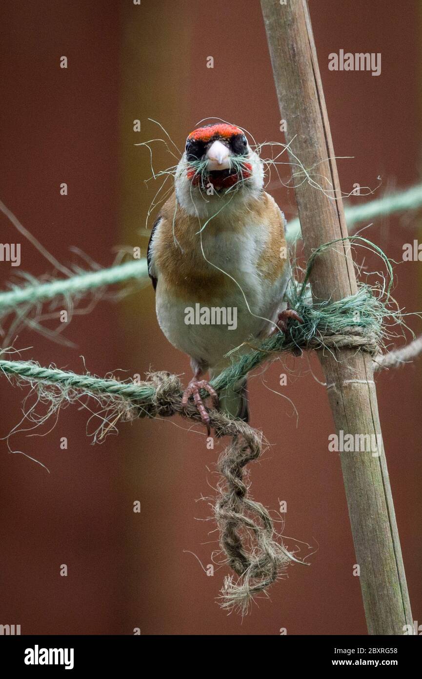 Londra, Regno Unito. 8 giugno 2020. UK Weather - UN briciolo maschile (Carduelis carduelis) raccoglie fibre di spago da giardino per la costruzione di nidi da un giardino suburbano nel nord-ovest di Londra. Di solito, cinque uova sono deposte in giugno in nidi costruiti all'interno di copertura spessa diversi metri sopra terra, con i pulcini cova due settimane più tardi. Credit: Stephen Chung / Alamy Live News Foto Stock