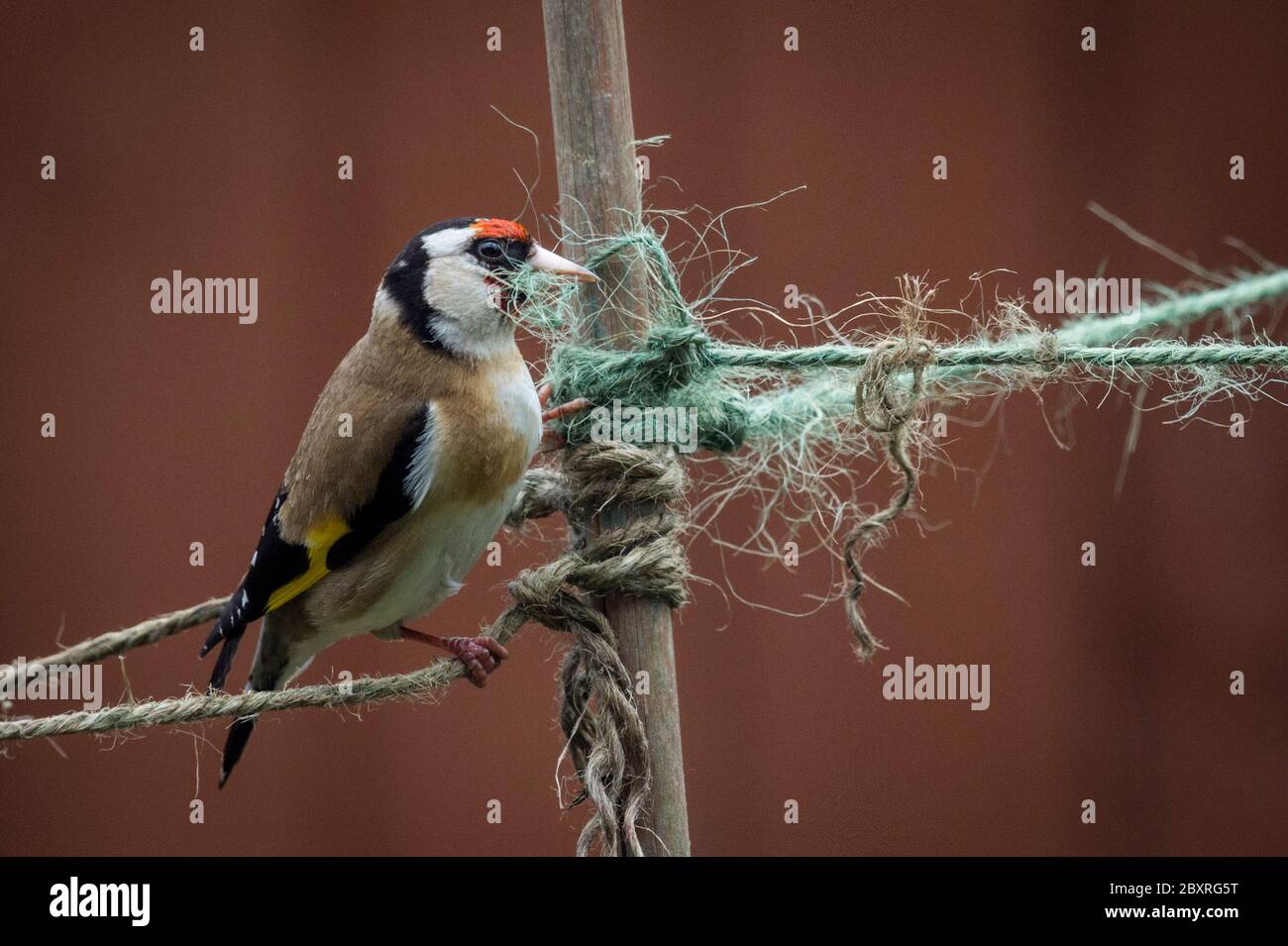 Londra, Regno Unito. 8 giugno 2020. UK Weather - UN briciolo maschile (Carduelis carduelis) raccoglie fibre di spago da giardino per la costruzione di nidi da un giardino suburbano nel nord-ovest di Londra. Di solito, cinque uova sono deposte in giugno in nidi costruiti all'interno di copertura spessa diversi metri sopra terra, con i pulcini cova due settimane più tardi. Credit: Stephen Chung / Alamy Live News Foto Stock