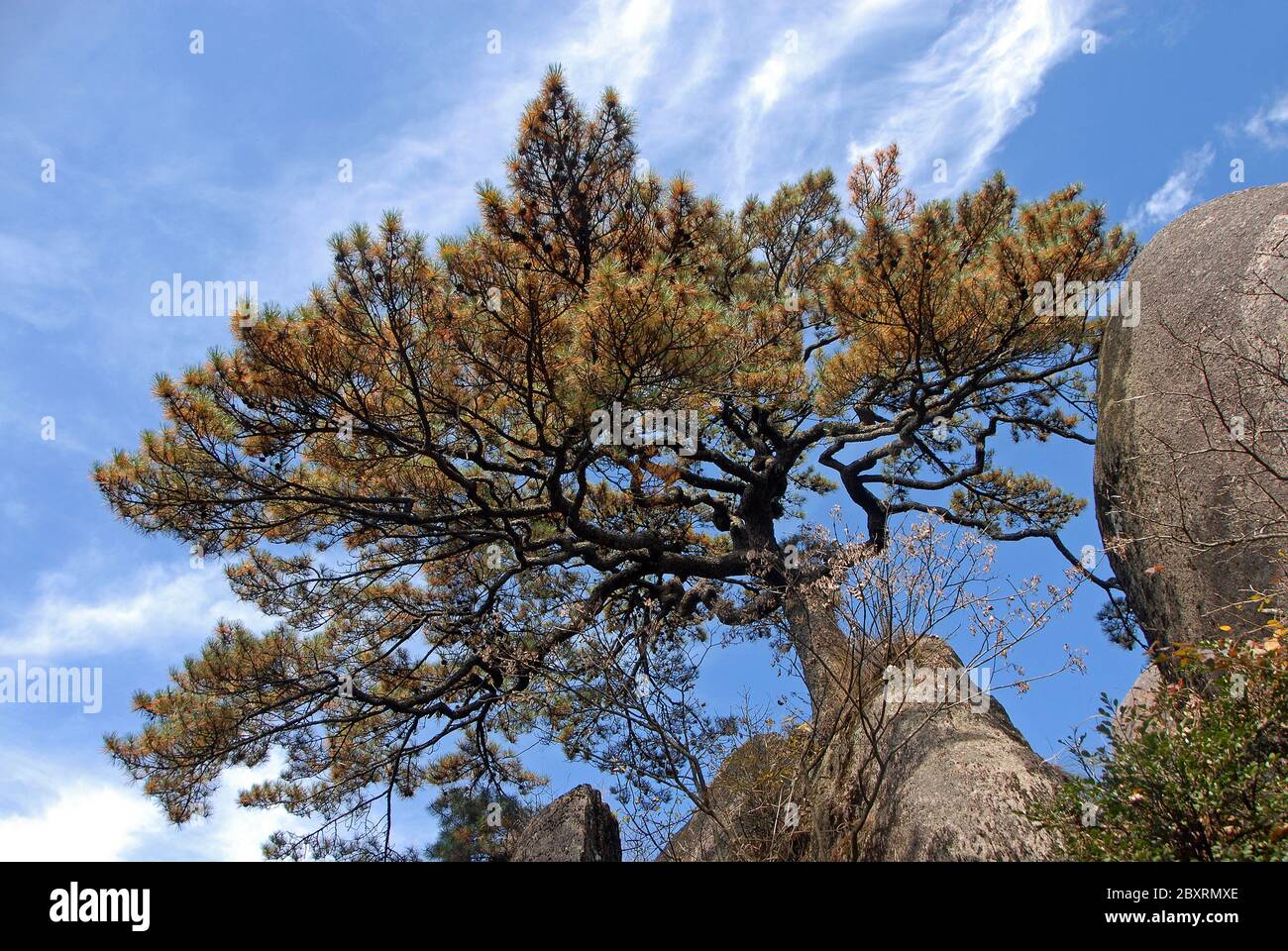 Monte Huangshan nella provincia di Anhui, Cina. Un pino sul monte Huangshan chiamato il pino di Farewell. Huangshan è famosa per i suoi pini. Foto Stock