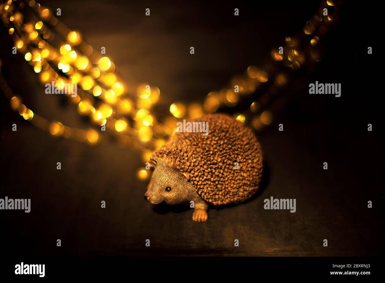 Primo piano di un riccio con luci sfocate sullo sfondo, ancora di vita Foto Stock