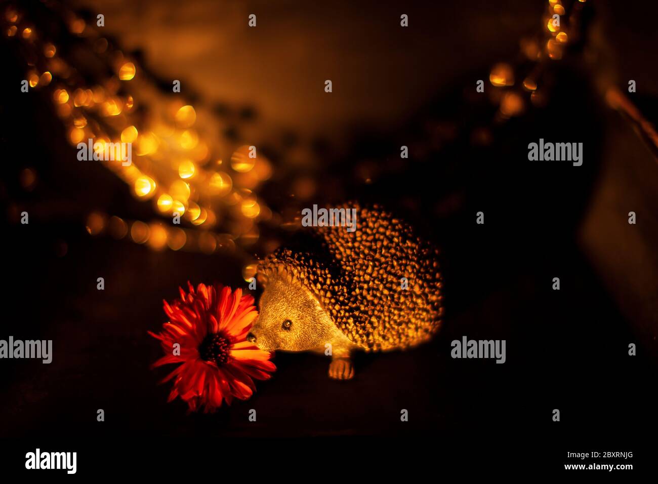 Primo piano di un riccio con luci sfocate sullo sfondo, ancora di vita Foto Stock